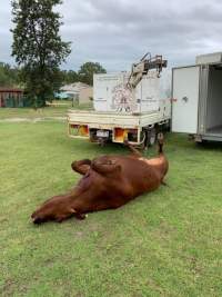 Captured at Retschlag's On Farm Butchering, Kingaroy QLD.