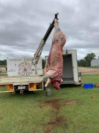 Captured at Retschlag's On Farm Butchering, Kingaroy QLD.