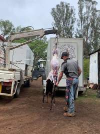 Captured at Retschlag's On Farm Butchering, Kingaroy QLD.