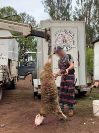 Captured at Retschlag's On Farm Butchering, Kingaroy QLD.