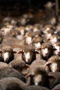 Sheep at Kaladbro Station feedlot - Kaladbro Station is an intensive confinement system (feedlot), housing 8000 sheep in western Victoria. - Captured at Kaladbro Station, Strathdownie VIC Australia.