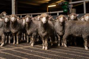 Sheep at Kaladbro Station feedlot - Kaladbro Station is an intensive confinement system (feedlot), housing 8000 sheep in western Victoria. - Captured at Kaladbro Station, Strathdownie VIC Australia.