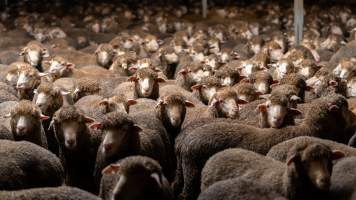 Sheep at Kaladbro Station feedlot - Kaladbro Station is an intensive confinement system (feedlot), housing 8000 sheep in western Victoria. - Captured at Kaladbro Station, Strathdownie VIC Australia.