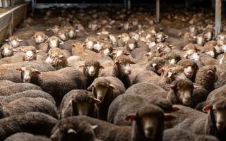 Sheep at Kaladbro Station feedlot - Kaladbro Station is an intensive confinement system (feedlot), housing 8000 sheep in western Victoria. - Captured at Kaladbro Station, Strathdownie VIC Australia.