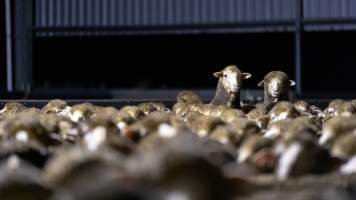 Sheep at Kaladbro Station feedlot - Kaladbro Station is an intensive confinement system (feedlot), housing 8000 sheep in western Victoria. - Captured at Kaladbro Station, Strathdownie VIC Australia.