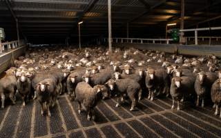 Sheep at Kaladbro Station feedlot - Kaladbro Station is an intensive confinement system (feedlot), housing 8000 sheep in western Victoria. - Captured at Kaladbro Station, Strathdownie VIC Australia.