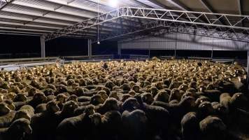 Sheep at Kaladbro Station feedlot - Kaladbro Station is an intensive confinement system (feedlot), housing 8000 sheep in western Victoria. - Captured at Kaladbro Station, Strathdownie VIC Australia.