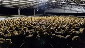 Sheep at Kaladbro Station feedlot - Kaladbro Station is an intensive confinement system (feedlot), housing 8000 sheep in western Victoria. - Captured at Kaladbro Station, Strathdownie VIC Australia.