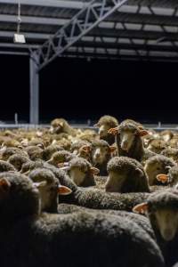 Sheep at Kaladbro Station feedlot - Kaladbro Station is an intensive confinement system (feedlot), housing 8000 sheep in western Victoria. - Captured at Kaladbro Station, Strathdownie VIC Australia.