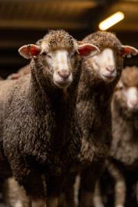 Sheep at Kaladbro Station feedlot - Kaladbro Station is an intensive confinement system (feedlot), housing 8000 sheep in western Victoria. - Captured at Kaladbro Station, Strathdownie VIC Australia.