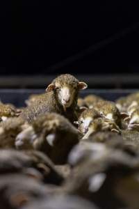 Sheep at Kaladbro Station feedlot - Kaladbro Station is an intensive confinement system (feedlot), housing 8000 sheep in western Victoria. - Captured at Kaladbro Station, Strathdownie VIC Australia.