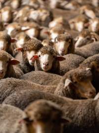 Sheep at Kaladbro Station feedlot - Kaladbro Station is an intensive confinement system (feedlot), housing 8000 sheep in western Victoria. - Captured at Kaladbro Station, Strathdownie VIC Australia.