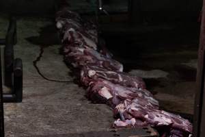 Blocks of meat laid out on kill floor - Captured at Luddenham Pet Meats, Luddenham NSW Australia.