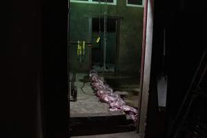 Blocks of meat laid out on kill floor - Captured at Luddenham Pet Meats, Luddenham NSW Australia.