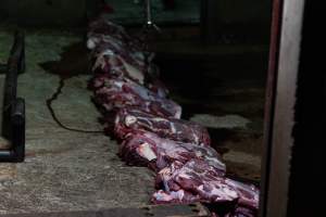 Blocks of meat laid out on kill floor - Captured at Luddenham Pet Meats, Luddenham NSW Australia.