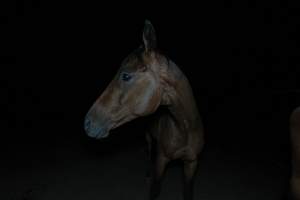Horse in holding pen - Captured at Luddenham Pet Meats, Luddenham NSW Australia.