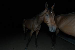 Horse in holding pen - Captured at Luddenham Pet Meats, Luddenham NSW Australia.