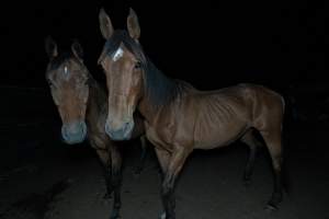 Horses in holding pen - Captured at Luddenham Pet Meats, Luddenham NSW Australia.