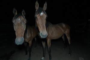 Horses in holding pen - Captured at Luddenham Pet Meats, Luddenham NSW Australia.