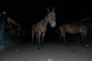 Horses in holding pen - Captured at Luddenham Pet Meats, Luddenham NSW Australia.