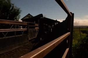 Holding pen looking towards knackery building - Captured at Luddenham Pet Meats, Luddenham NSW Australia.