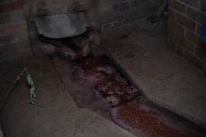 Blood draining outside kill floor - Captured at Luddenham Pet Meats, Luddenham NSW Australia.