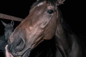 Horse in holding pen eating apple - Captured at Burns Pet Food, Riverstone NSW Australia.