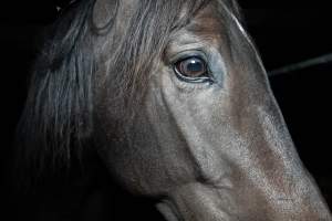 Horse in holding pen - Captured at Burns Pet Food, Riverstone NSW Australia.