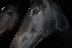 Horse in holding pen - Captured at Burns Pet Food, Riverstone NSW Australia.