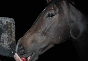 Horse in holding pen eating apple - Captured at Burns Pet Food, Riverstone NSW Australia.
