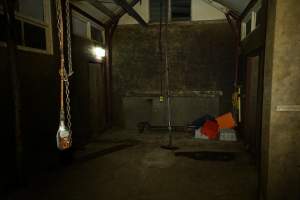 Kill room - Captured at Luddenham Pet Meats, Luddenham NSW Australia.