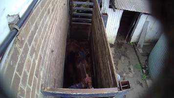 Gun to head of horse in knockbox - Still from hidden camera footage - Captured at Luddenham Pet Meats, Luddenham NSW Australia.