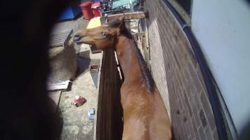 Ex-racehorse 'Startreusse' - Still from hidden camera footage - Captured at Luddenham Pet Meats, Luddenham NSW Australia.