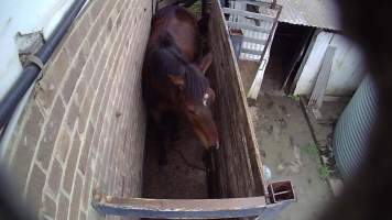 Ex-racehorse 'Perfectly Spun' - Still from hidden camera footage - Captured at Luddenham Pet Meats, Luddenham NSW Australia.