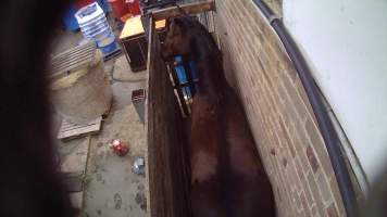 Ex-racehorse 'Perfectly Spun' - Still from hidden camera footage - Captured at Luddenham Pet Meats, Luddenham NSW Australia.