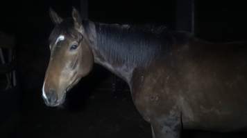 Ex-racehorse 'Perfectly Spun' - Still from handheld footage in holding pen - Captured at Luddenham Pet Meats, Luddenham NSW Australia.