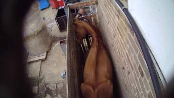 Ex-racehorse 'Rebel Prince' - Still from hidden camera footage - Captured at Luddenham Pet Meats, Luddenham NSW Australia.