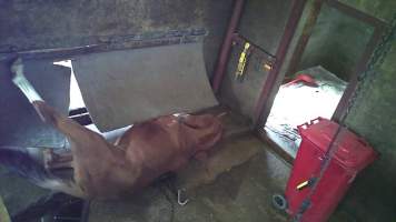 Ex-racehorse 'Rebel Prince' - Still from hidden camera footage - Captured at Luddenham Pet Meats, Luddenham NSW Australia.