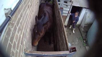 Ex-racehorse 'Unbuckled' - Still from hidden camera footage - Captured at Luddenham Pet Meats, Luddenham NSW Australia.
