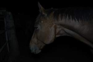 Horse in holding pen - Captured at Burns Pet Food, Riverstone NSW Australia.