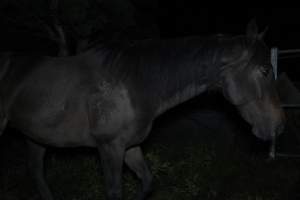 Horse in holding pen - Captured at Burns Pet Food, Riverstone NSW Australia.