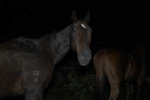 Horse in holding pen - Captured at Burns Pet Food, Riverstone NSW Australia.