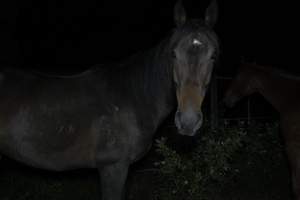 Horse in holding pen - Captured at Burns Pet Food, Riverstone NSW Australia.