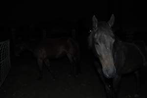 Horse in holding pen - Captured at Burns Pet Food, Riverstone NSW Australia.