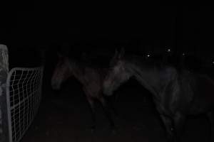 Horse in holding pen - Captured at Burns Pet Food, Riverstone NSW Australia.