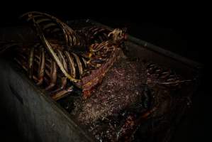 Bin full of bones, body parts and maggots - Captured at Burns Pet Food, Riverstone NSW Australia.