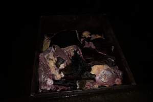 Bin full of body parts and a horse head - Captured at Burns Pet Food, Riverstone NSW Australia.