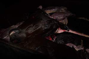 Bin full of body parts and a horse head - Captured at Burns Pet Food, Riverstone NSW Australia.