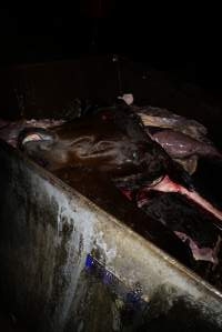 Bin full of body parts and a horse head - Captured at Burns Pet Food, Riverstone NSW Australia.