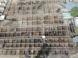 Drone flyover of horse sales - Captured at Camden Livestock Selling Complex, Camden NSW Australia.